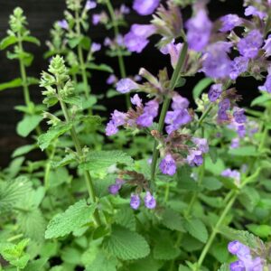 Cat's Pajamas Catmint