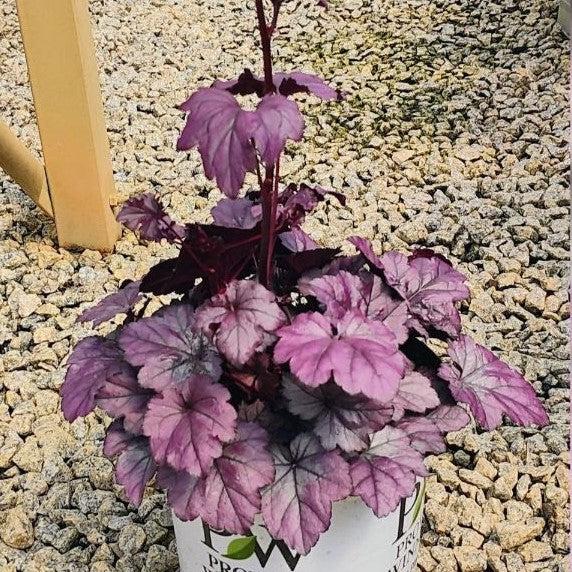 5-58aOQcYaNCqIE3WPhoB6VtQDazCqNMejnIHwMBIf0.jpg