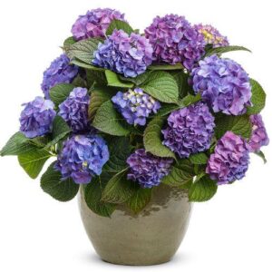 Let's Dance® Blue Jangles® Hydrangea