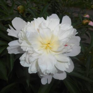 Duchesse de Nemours Peony