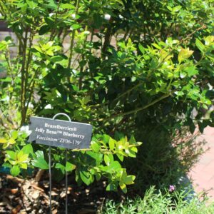 Jelly Bean® Blueberry