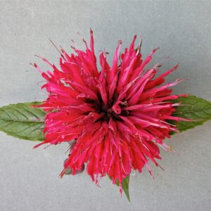 Sugar Buzz® 'Cherry Pops' Bee Balm