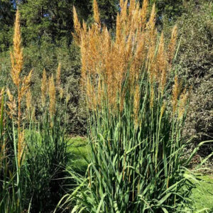 Golden Sunset™ Indian Grass