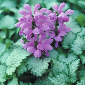 Orchid Frost Deadnettle