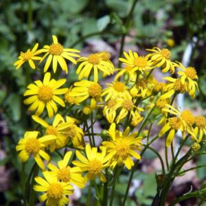 Golden Ragwort