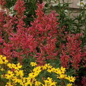Kudos™ Coral Hummingbird Mint, Hyssop