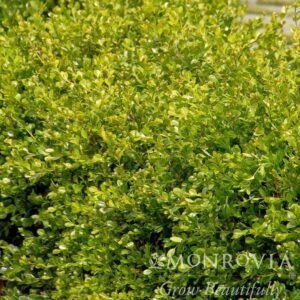 Green Gem Boxwood