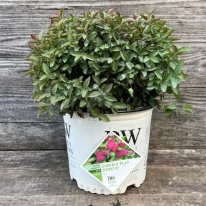 Double Play® Doozie Spirea