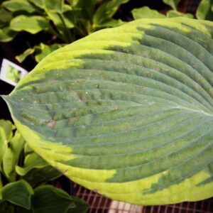 Frances Williams Hosta