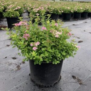 Little Princess Spirea