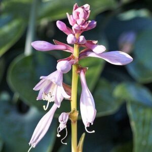 Lakeside Paisley Print Hosta