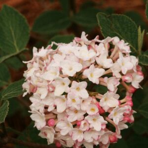 Spice Baby™ Koreanspice Viburnum