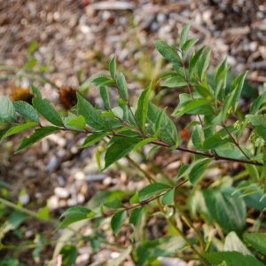 Early Amethyst Beautyberry