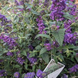 Miss Violet Butterfly Bush