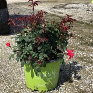 Knock Out® Shrub Rose, Red