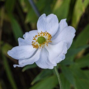 Honorine Jobert Anemone