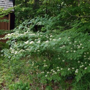 Pagoda Dogwood