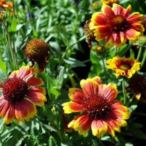 Arizona Sun Blanket Flower
