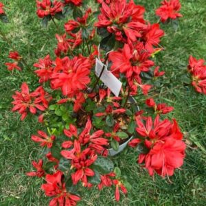 Stewartstonian Azalea
