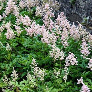 Peach Blossom Japanese Astilbe