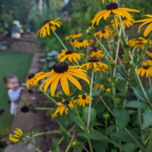 Black-Eyed Susan