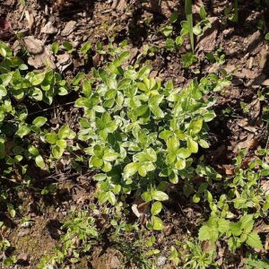 Ralph Shugert Periwinkle