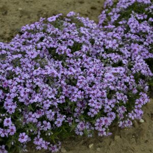 Eye Candy Creeping Phlox