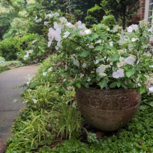 Fairytrail Bride® Cascade Hydrangea