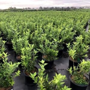 Winter Red Winterberry