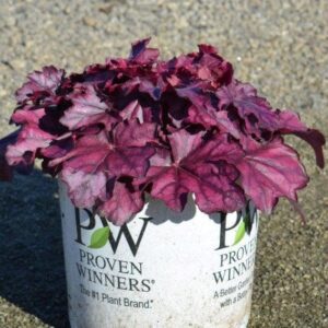 Primo® Wild Rose Heuchera