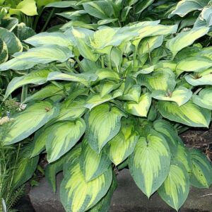 Paul's Glory Hosta