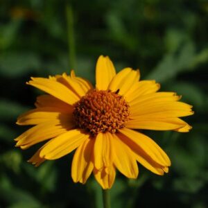 Tuscan Sun False Sunflower