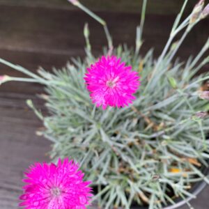 Firewitch Dianthus, Cheddar Pink