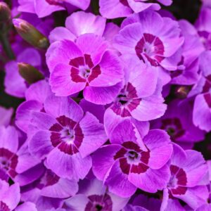 EverLast™ Violet Blue Dianthus