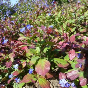 Hardy Plumbago, Leadwort
