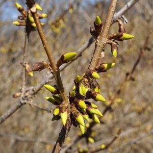 Meadowlark Forsythia