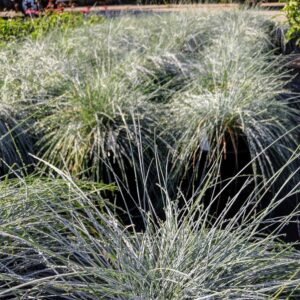 Blue Fescue