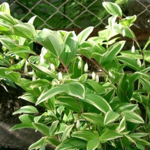 Variegated Fragrant Solomon's Seal