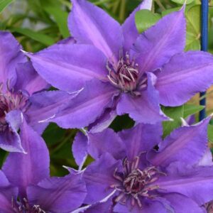 Edda™ Clematis