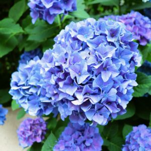 Nantucket Blue™ Hydrangea