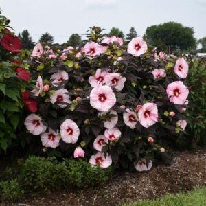 Summerific® Perfect Storm Hibiscus