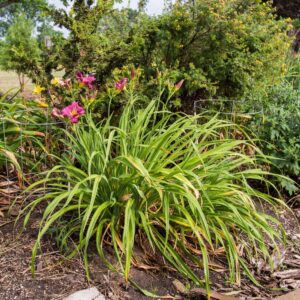 Little Grapette Daylily