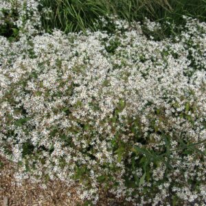 Eastern Star White Wood Aster