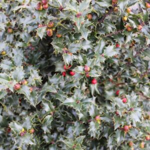 Red Beauty® Holly