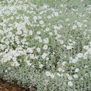 Yo Yo Snow in Summer