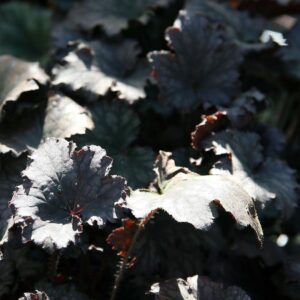 Frosted Violet Coral Bells