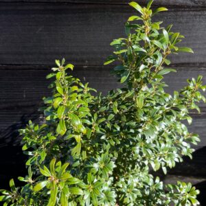 Gem Box® Inkberry Holly