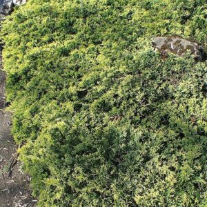 Golden Carpet Creeping Juniper
