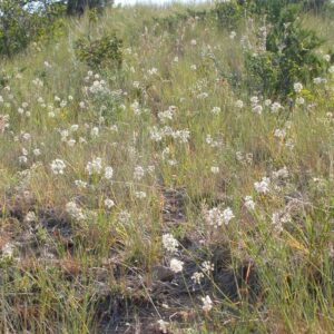Nodding Onion