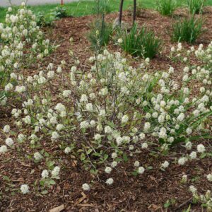 Legend of the Small® Fothergilla